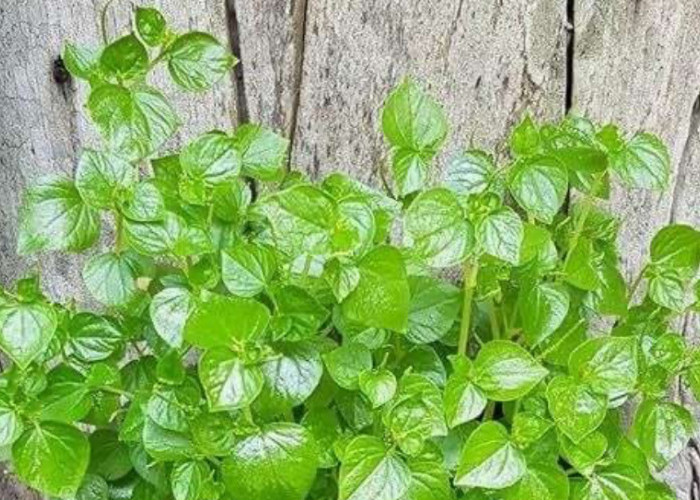 Manfaat Daun Sirih Cina untuk Kecantikan Wajah sebagai Skincare Alami