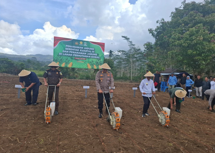 Polres Lebong Tanam Jagung Serentak Kuartal III