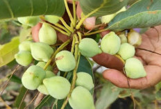 Manfaat Dan Kandungan Buah Kakadu Bikin Kulit Wajah Cerah