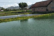 Cara Mudah Membuat Kolam Terpal dengan Kerangka Bambu untuk Budidaya Ikan