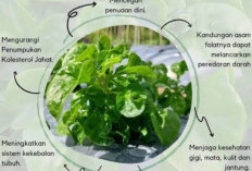  4 Manfaat Bayam, Bikin Kulit Makin Glowing
