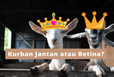 Kurban Jantan atau Betina, Mana yang Lebih Utama?
