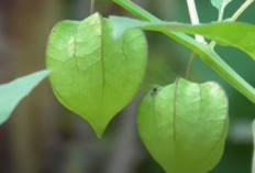 Tak Banyak Yang Tahu, Ternyata Ini Manfaat Buah Ciplukan