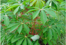 5 Manfaat Daun Singkong, Ampuh Atasi Radang Sendi