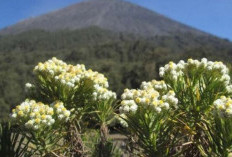 Menyingkap Keajaiban Flora Pegunungan: 4 Tanaman Eksotis yang Hanya Tumbuh di Ketinggian