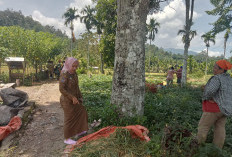 Camat Bingin Kuning Dorong MT2 untuk Meningkatkan Perekonomian Petani