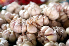 3 Khasiat Air Bawang Putih Campur Madu, Bantu Kontrol Trigliserida