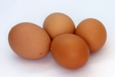 10 Khasiat Telur Rebus, Baik untuk Ibu Hamil