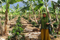 Tak Banyak yang Tahu, Ternyata Pohon Pisang Juga Bagus Sebagai Pelindung Kopi