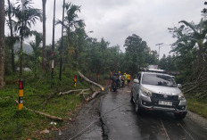 Diterjang Hujan Disertai Angin Kencang, Pohon Tumbang Sempat Tutup Jalan Pondok Lucuk