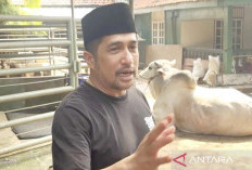 Cerita Kedekatan dengan Sapi Kurban Bernama Popeye, Irfan Hakim: Sudah Kayak Kucing