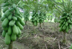 Cara Sukses Menanam Pepaya: Dari Pemilihan Lahan Hingga Panen