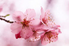  Kenali 5 Manfaat Ekstrak Bunga Sakura untuk Kecantikan Kulit