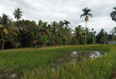 Diserang Hama Tikus, Petani Karang Anyar Terancam Gagal Panen 