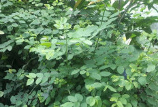 Daun Katuk Bisa Jadikan Masker Wajah Agar Bebas Flek Hitam
