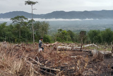 Harga Kopi Melejit, Petani di Lebong Tengah Tebang Pohon Karet demi Beralih Fungsi Lahan