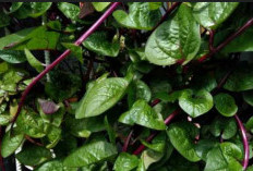 Daun Binahong untuk Perawatan Diri, Mengencangkan Kulit