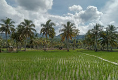 Musim Hujan, Petani Diminta Waspada Serangan Hama Tikus dan Wereng