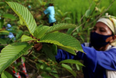 Kratom Indonesia Laris di AS: Manfaat, Kontroversi, dan Tantangan