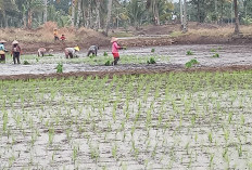 Petani Mulai Lakukan Pemupukan Tahap I