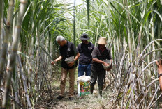 2026, Pemerintah Bidik Produksi Gula 3 Juta Ton