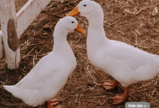 Mempercepat Produksi Telur Bebek: Panduan Lengkap