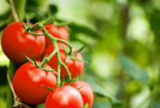 4 Manfaat Tomat bagi Kecantikan Kulit, Salah Satunya Produksi Kolagen