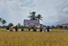 Sukses Panen MT-II di Desa Selebar Jaya,  Wabup Lebong dan Pemerintah Daerah Apresiasi Hasil Kerja Sama Petani