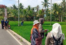 Diserang Hama Tikus, Pemdes dan Penyuluh Gelar Geproyokan