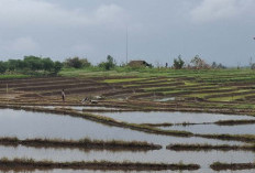  Petani Diimbau Segera Input Kebutuhan Pupuk Subsidi dalam e-RDKK