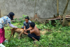 Stok Vaksin Rabies Kosong, 16.398 HPR Belum Divaksin