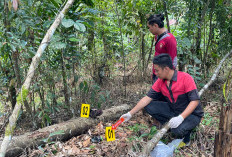 Duel Sengit di Kebun, 2 Petani Lebong Terluka Parah 