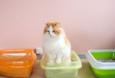 Obat Diare untuk Kucing, Ini Solusi Ampuh Atasi Masalah Pencernaannya