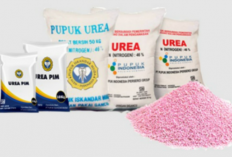 Mengungkap Fakta! Kenapa Pupuk Urea Subsidi Dinilai Kurang Berkualitas?