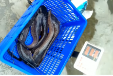 5 Cara Agar Ikan Lele Cepat Tumbuh Besar dan Cepat Panen dalam Budidaya Lele