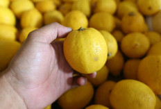 4 Manfaat Lemon yang Tidak Terduga, Wanita Pasti Suka