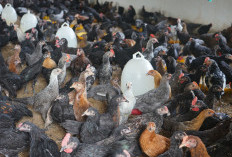 Trik Cara Ternak Ayam Kampung, Ini Cara Memulainya 