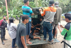 Korban Hanyut Sungai Nakai Bengkulu Utara Ditemukan Tak Bernyawa
