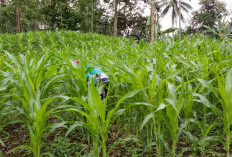 Manfaatkan Lahan Kebun, Petani di Lebong Tengah Diminta Tanam Jagung