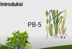 Mengenal Metode Introduksi, Persilangan, dan Manipulasi Genom dalam Pemuliaan Tanaman