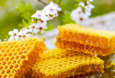 3 Khasiat Madu Hitam yang Luar Biasa