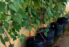 Cara Mudah Menanam Kacang Panjang di Polybag untuk Hasil Organik