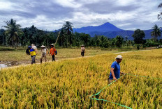 Hasil Panen Petani Bingin Kuning Capai 7-8 Ton per Hektare