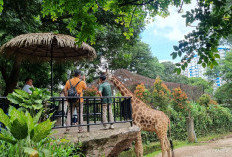 Begini Nasib Kebun Binatang Bandung Seusai Disita Kejaksaan