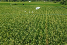 Peningkatan Produktivitas Padi pada Lahan Tadah Hujan dengan Varietas Unggul