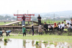 Ketika Jokowi Melihat Padi Biosalin yang Diresmikan Wali Kota Semarang Mbak Ita