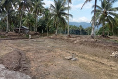 Petani Lebong Tengah Mulai Tebar Bibit Padi