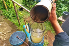 Ini 7 Manfaat Air Nira Aren bagi Kesehatan Tubuh