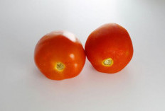 3 Manfaat Tomat, Wanita Pasti Suka