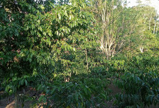 Petani Perkirakan Hasil Panen Kopi Menurun, Akibat Cuaca Ekstrem